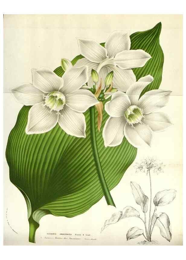 Reproducción/Reproduction 49584821137: Flore des serres et des jardins de l'Europe. A Gand :chez Louis van Houtte, eÌditeur,1845-1880.. 