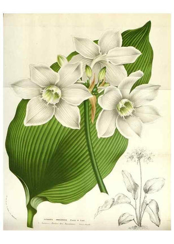 Reproducción/Reproduction 49584821137: Flore des serres et des jardins de l'Europe. A Gand :chez Louis van Houtte, eÌditeur,1845-1880.. 