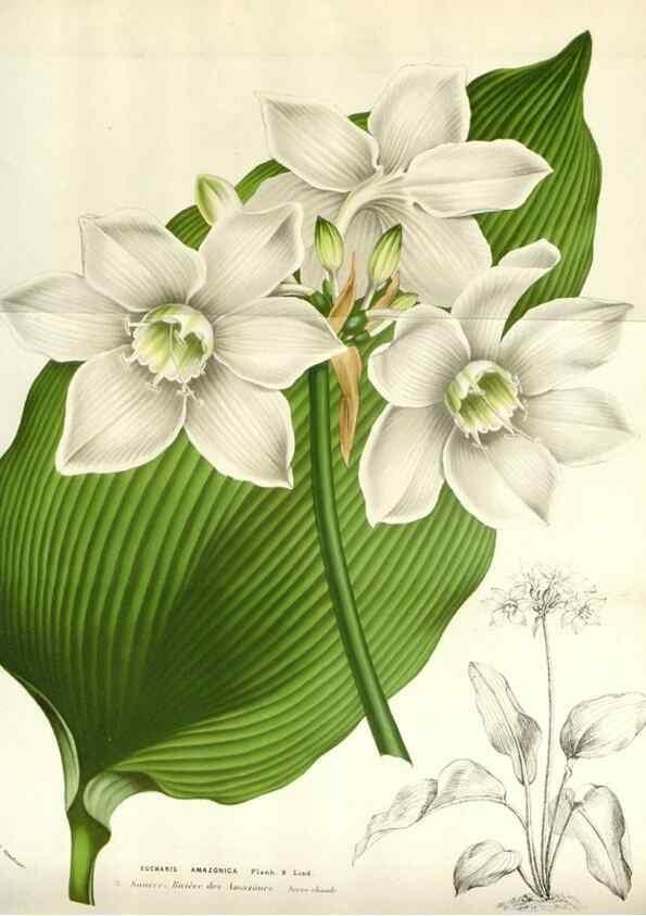 Reproducción/Reproduction 49584821137: Flore des serres et des jardins de l'Europe. A Gand :chez Louis van Houtte, eÌditeur,1845-1880.. 