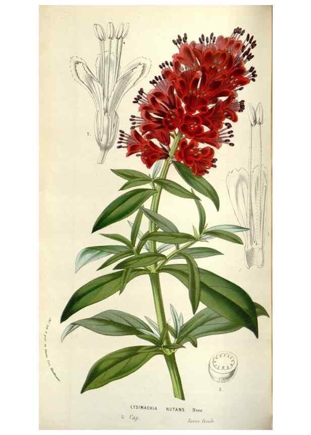 Reproducción/Reproduction 49584821357: Flore des serres et des jardins de l'Europe. A Gand :chez Louis van Houtte, eÌditeur,1845-1880.. 