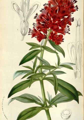 Reproducción/Reproduction 49584821357: Flore des serres et des jardins de l'Europe. A Gand :chez Louis van Houtte, eÌditeur,1845-1880.. 