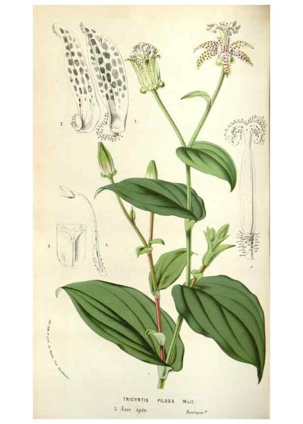 Reproducción/Reproduction 49584821757: Flore des serres et des jardins de l'Europe. A Gand :chez Louis van Houtte, eÌditeur,1845-1880.. 