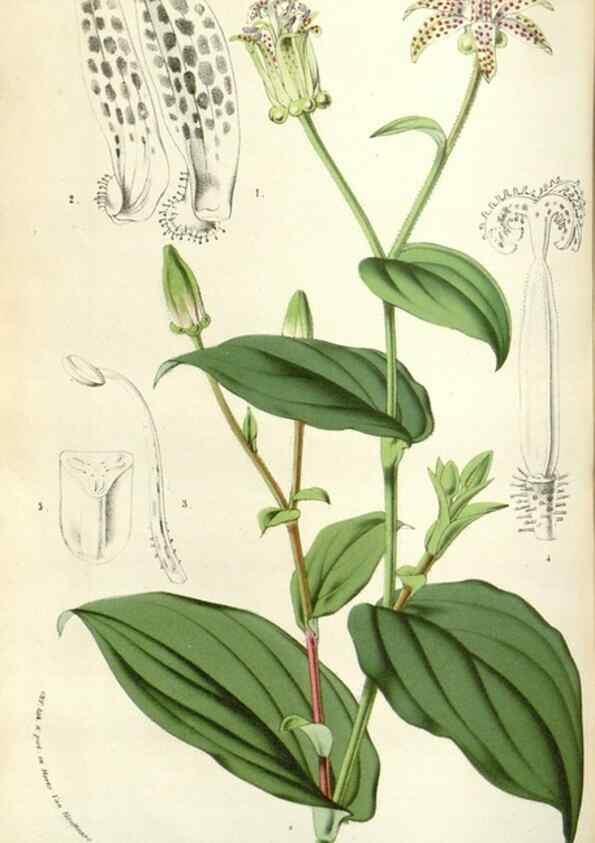 Reproducción/Reproduction 49584821757: Flore des serres et des jardins de l'Europe. A Gand :chez Louis van Houtte, eÌditeur,1845-1880.. 