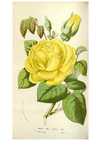 Reproducción/Reproduction 49584590216: Flore des serres et des jardins de l'Europe. A Gand :chez Louis van Houtte, eÌditeur,1845-1880.. 