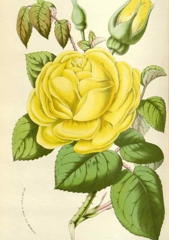 Reproducción/Reproduction 49584590216: Flore des serres et des jardins de l'Europe. A Gand :chez Louis van Houtte, eÌditeur,1845-1880.. 