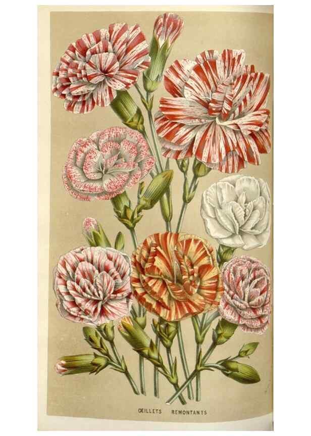 Reproducción/Reproduction 49584822272: Flore des serres et des jardins de l'Europe. A Gand :chez Louis van Houtte, eÌditeur,1845-1880.. 