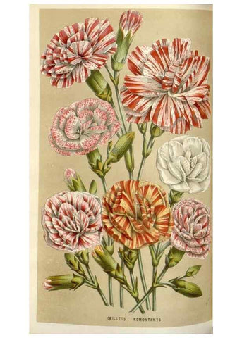 Reproducción/Reproduction 49584822272: Flore des serres et des jardins de l'Europe. A Gand :chez Louis van Houtte, eÌditeur,1845-1880.. 