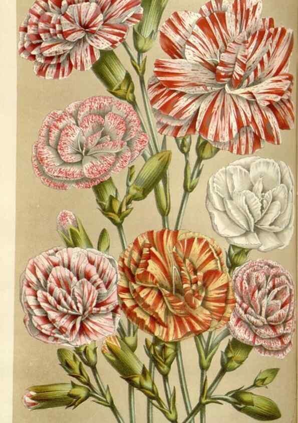 Reproducción/Reproduction 49584822272: Flore des serres et des jardins de l'Europe. A Gand :chez Louis van Houtte, eÌditeur,1845-1880.. 