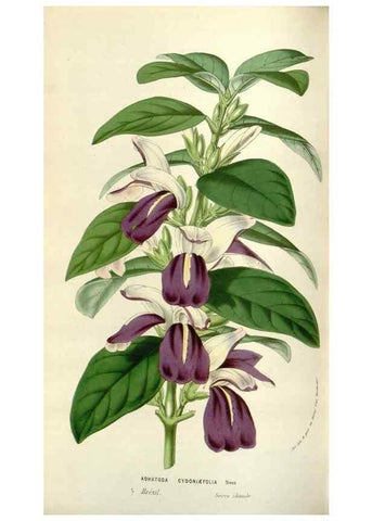 Reproducción/Reproduction 49584092663: Flore des serres et des jardins de l'Europe. A Gand :chez Louis van Houtte, eÌditeur,1845-1880.. 