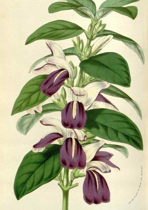 Reproducción/Reproduction 49584092663: Flore des serres et des jardins de l'Europe. A Gand :chez Louis van Houtte, eÌditeur,1845-1880.. 