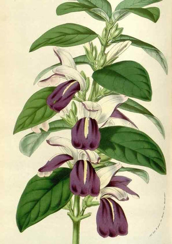 Reproducción/Reproduction 49584092663: Flore des serres et des jardins de l'Europe. A Gand :chez Louis van Houtte, eÌditeur,1845-1880.. 