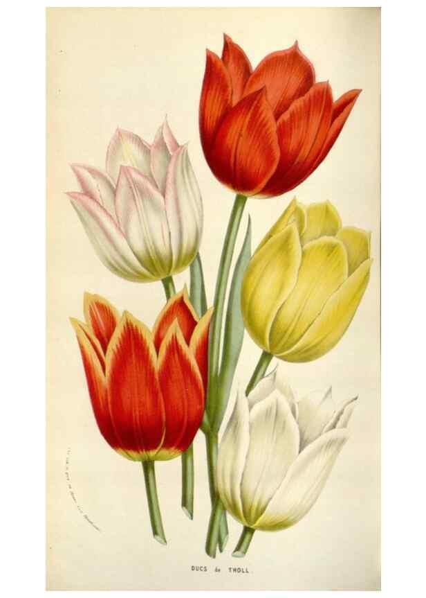 Reproducción/Reproduction 49584092878: Flore des serres et des jardins de l'Europe. A Gand :chez Louis van Houtte, eÌditeur,1845-1880.. 
