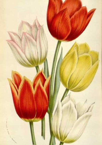 Reproducción/Reproduction 49584092878: Flore des serres et des jardins de l'Europe. A Gand :chez Louis van Houtte, eÌditeur,1845-1880.. 