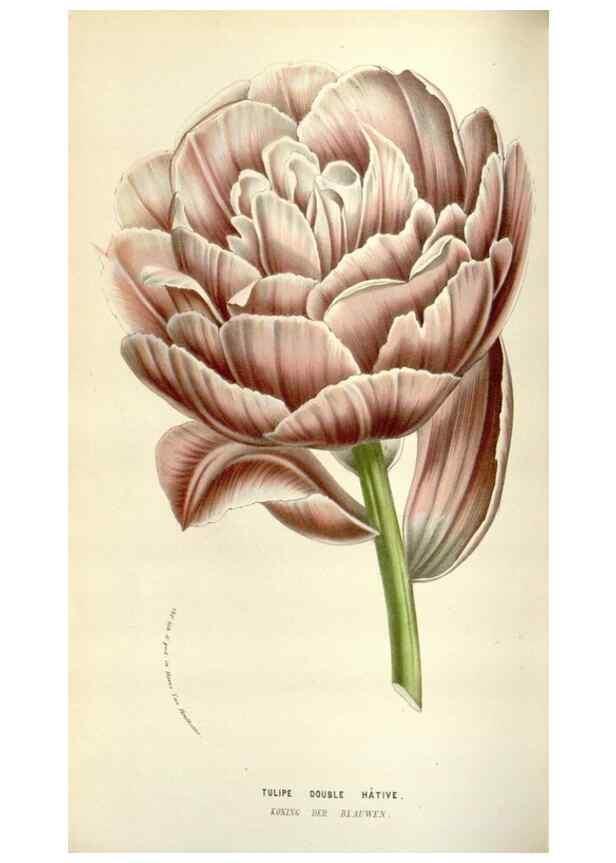 Reproducción/Reproduction 49584591346: Flore des serres et des jardins de l'Europe. A Gand :chez Louis van Houtte, eÌditeur,1845-1880.. 