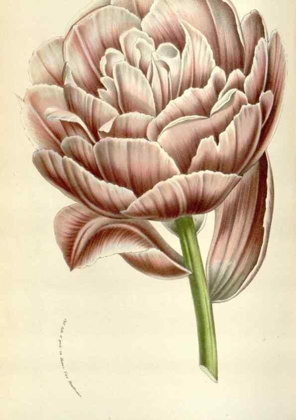 Reproducción/Reproduction 49584591346: Flore des serres et des jardins de l'Europe. A Gand :chez Louis van Houtte, eÌditeur,1845-1880.. 