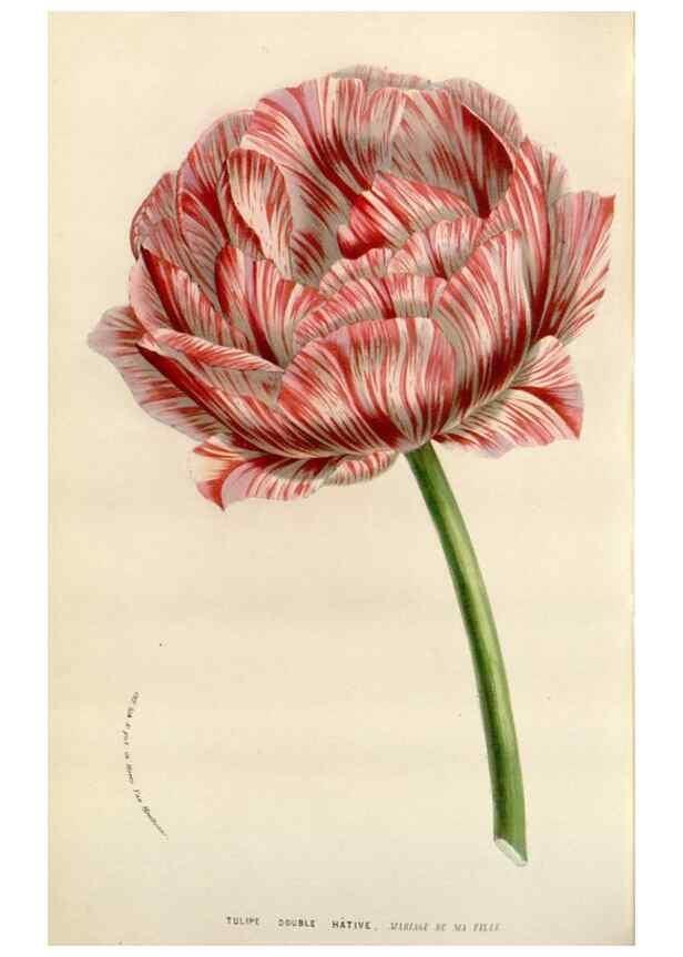 Reproducción/Reproduction 49584591616: Flore des serres et des jardins de l'Europe. A Gand :chez Louis van Houtte, eÌditeur,1845-1880.. 