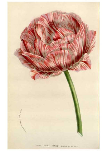 Reproducción/Reproduction 49584591616: Flore des serres et des jardins de l'Europe. A Gand :chez Louis van Houtte, eÌditeur,1845-1880.. 