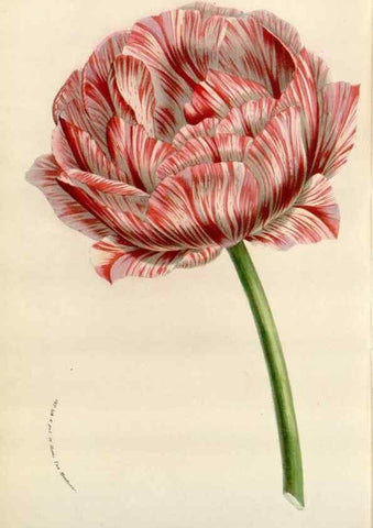 Reproducción/Reproduction 49584591616: Flore des serres et des jardins de l'Europe. A Gand :chez Louis van Houtte, eÌditeur,1845-1880.. 