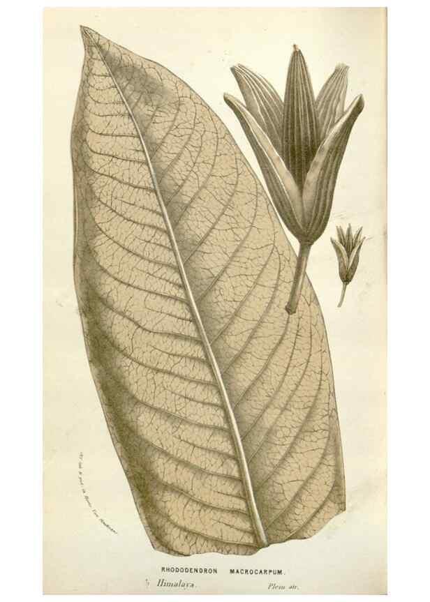 Reproducción/Reproduction 49584093558: Flore des serres et des jardins de l'Europe. A Gand :chez Louis van Houtte, eÌditeur,1845-1880.. 