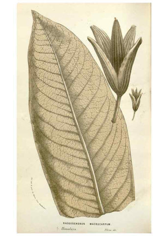Reproducción/Reproduction 49584093558: Flore des serres et des jardins de l'Europe. A Gand :chez Louis van Houtte, eÌditeur,1845-1880.. 