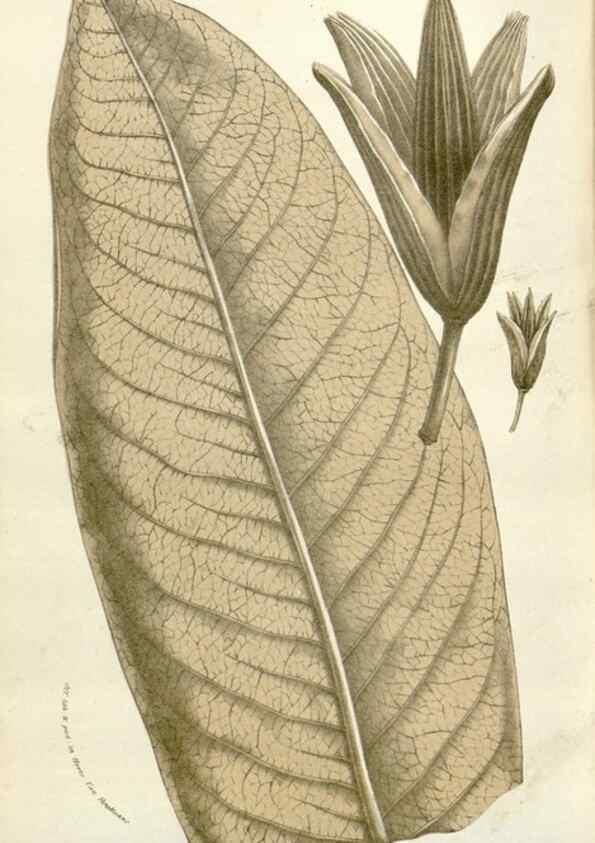 Reproducción/Reproduction 49584093558: Flore des serres et des jardins de l'Europe. A Gand :chez Louis van Houtte, eÌditeur,1845-1880.. 