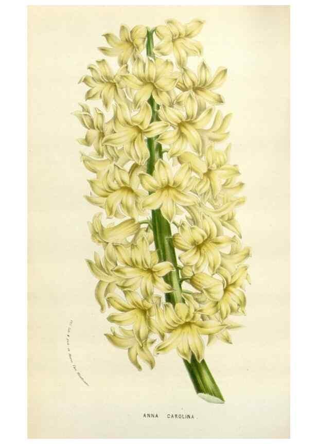 Reproducción/Reproduction 49584592131: Flore des serres et des jardins de l'Europe. A Gand :chez Louis van Houtte, eÌditeur,1845-1880.. 