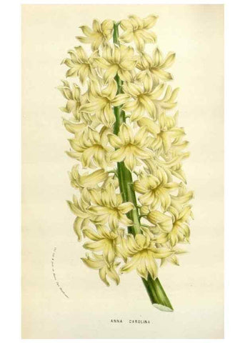 Reproducción/Reproduction 49584592131: Flore des serres et des jardins de l'Europe. A Gand :chez Louis van Houtte, eÌditeur,1845-1880.. 