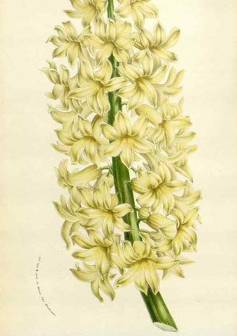 Reproducción/Reproduction 49584592131: Flore des serres et des jardins de l'Europe. A Gand :chez Louis van Houtte, eÌditeur,1845-1880.. 