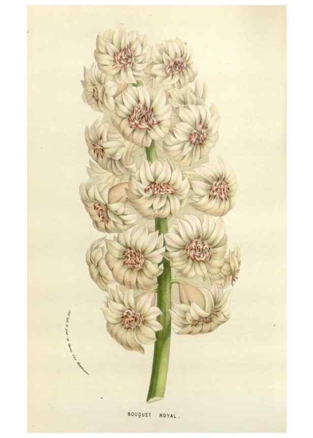 Reproducción/Reproduction 49584592416: Flore des serres et des jardins de l'Europe. A Gand :chez Louis van Houtte, eÌditeur,1845-1880.. 