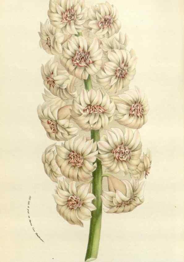 Reproducción/Reproduction 49584592416: Flore des serres et des jardins de l'Europe. A Gand :chez Louis van Houtte, eÌditeur,1845-1880.. 