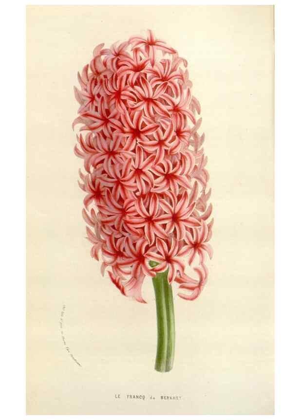 Reproducción/Reproduction 49584094313: Flore des serres et des jardins de l'Europe. A Gand :chez Louis van Houtte, eÌditeur,1845-1880.. 
