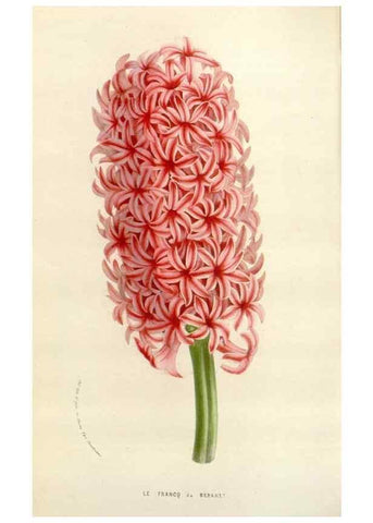 Reproducción/Reproduction 49584094313: Flore des serres et des jardins de l'Europe. A Gand :chez Louis van Houtte, eÌditeur,1845-1880.. 