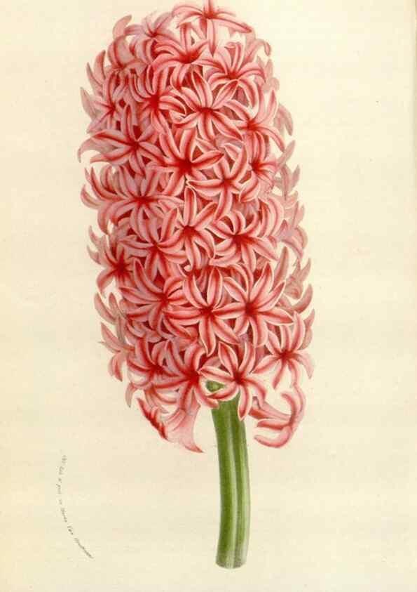 Reproducción/Reproduction 49584094313: Flore des serres et des jardins de l'Europe. A Gand :chez Louis van Houtte, eÌditeur,1845-1880.. 