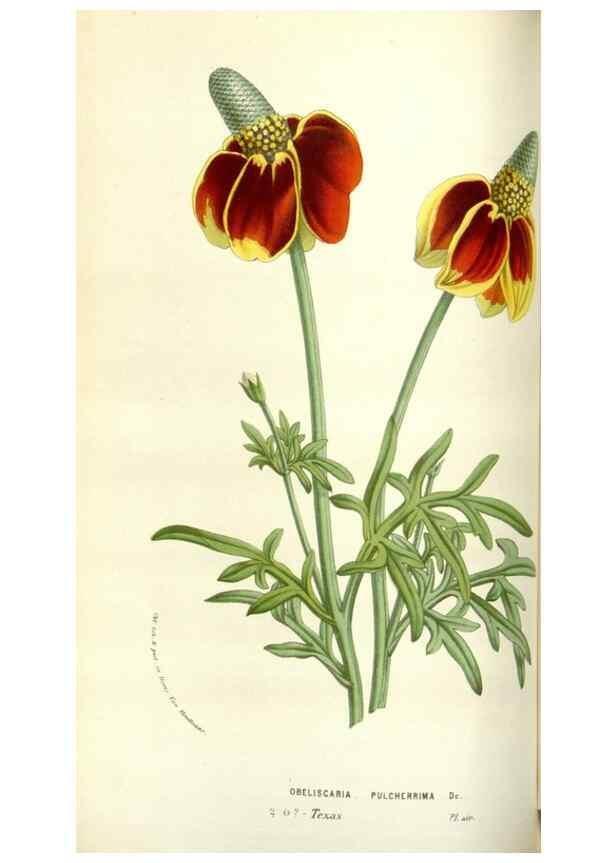 Reproducción/Reproduction 49584090448: Flore des serres et des jardins de l'Europe. A Gand :chez Louis van Houtte, eÌditeur,1845-1880.. 