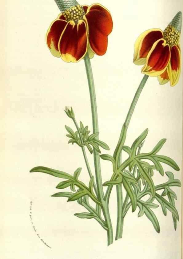 Reproducción/Reproduction 49584090448: Flore des serres et des jardins de l'Europe. A Gand :chez Louis van Houtte, eÌditeur,1845-1880.. 