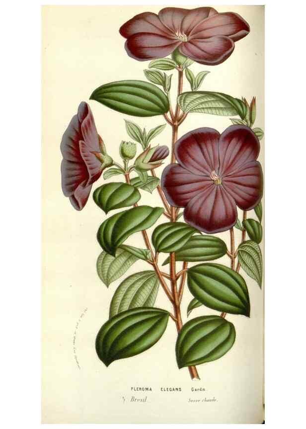 Reproducción/Reproduction 49584819942: Flore des serres et des jardins de l'Europe. A Gand :chez Louis van Houtte, eÌditeur,1845-1880.. 