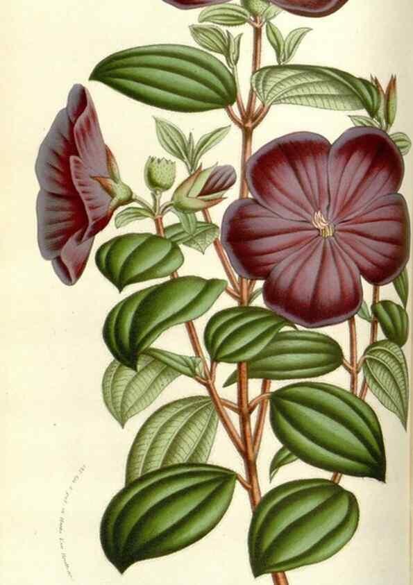 Reproducción/Reproduction 49584819942: Flore des serres et des jardins de l'Europe. A Gand :chez Louis van Houtte, eÌditeur,1845-1880.. 