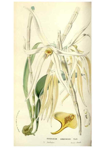 Reproducción/Reproduction 49584819607: Flore des serres et des jardins de l'Europe. A Gand :chez Louis van Houtte, eÌditeur,1845-1880.. 