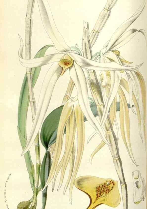Reproducción/Reproduction 49584819607: Flore des serres et des jardins de l'Europe. A Gand :chez Louis van Houtte, eÌditeur,1845-1880.. 