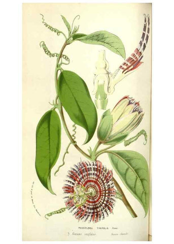 Reproducción/Reproduction 49584819342: Flore des serres et des jardins de l'Europe. A Gand :chez Louis van Houtte, eÌditeur,1845-1880.. 