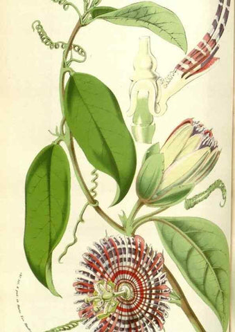 Reproducción/Reproduction 49584819342: Flore des serres et des jardins de l'Europe. A Gand :chez Louis van Houtte, eÌditeur,1845-1880.. 