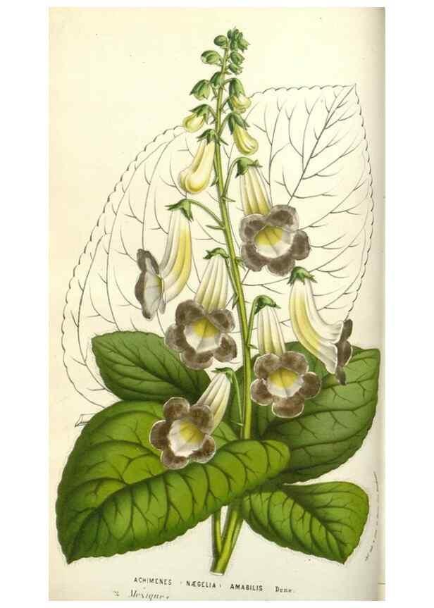 Reproducción/Reproduction 49584084903: Flore des serres et des jardins de l'Europe. A Gand :chez Louis van Houtte, eÌditeur,1845-1880.. 