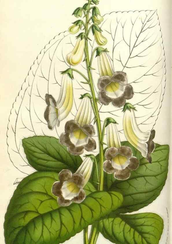 Reproducción/Reproduction 49584084903: Flore des serres et des jardins de l'Europe. A Gand :chez Louis van Houtte, eÌditeur,1845-1880.. 