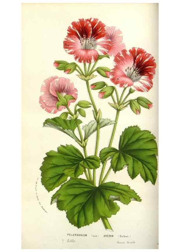 Reproducción/Reproduction 49584583056: Flore des serres et des jardins de l'Europe. A Gand :chez Louis van Houtte, eÌditeur,1845-1880.. 