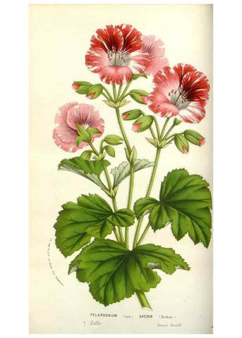 Reproducción/Reproduction 49584583056: Flore des serres et des jardins de l'Europe. A Gand :chez Louis van Houtte, eÌditeur,1845-1880.. 
