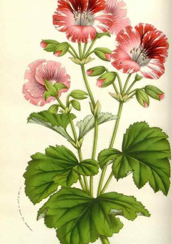 Reproducción/Reproduction 49584583056: Flore des serres et des jardins de l'Europe. A Gand :chez Louis van Houtte, eÌditeur,1845-1880.. 