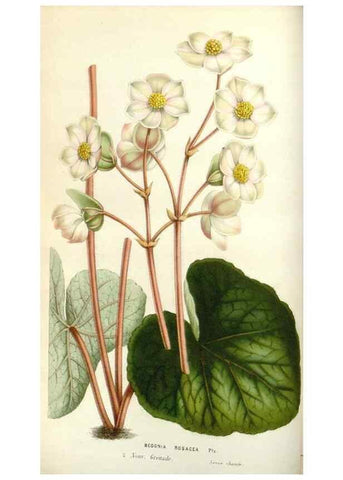 Reproducción/Reproduction 49584583326: Flore des serres et des jardins de l'Europe. A Gand :chez Louis van Houtte, eÌditeur,1845-1880.. 