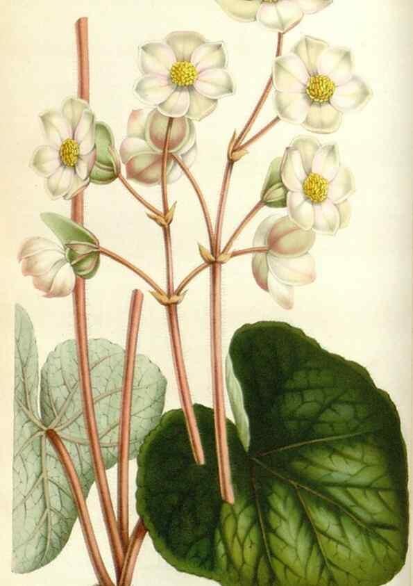 Reproducción/Reproduction 49584583326: Flore des serres et des jardins de l'Europe. A Gand :chez Louis van Houtte, eÌditeur,1845-1880.. 