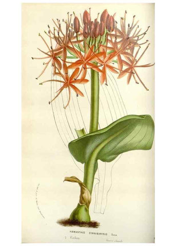Reproducción/Reproduction 49584815677: Flore des serres et des jardins de l'Europe. A Gand :chez Louis van Houtte, eÌditeur,1845-1880.. 