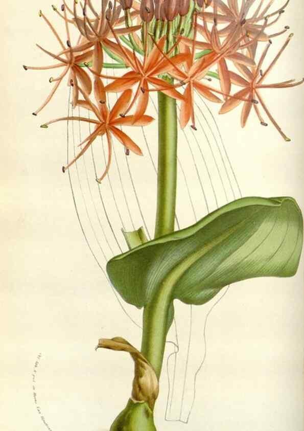 Reproducción/Reproduction 49584815677: Flore des serres et des jardins de l'Europe. A Gand :chez Louis van Houtte, eÌditeur,1845-1880.. 